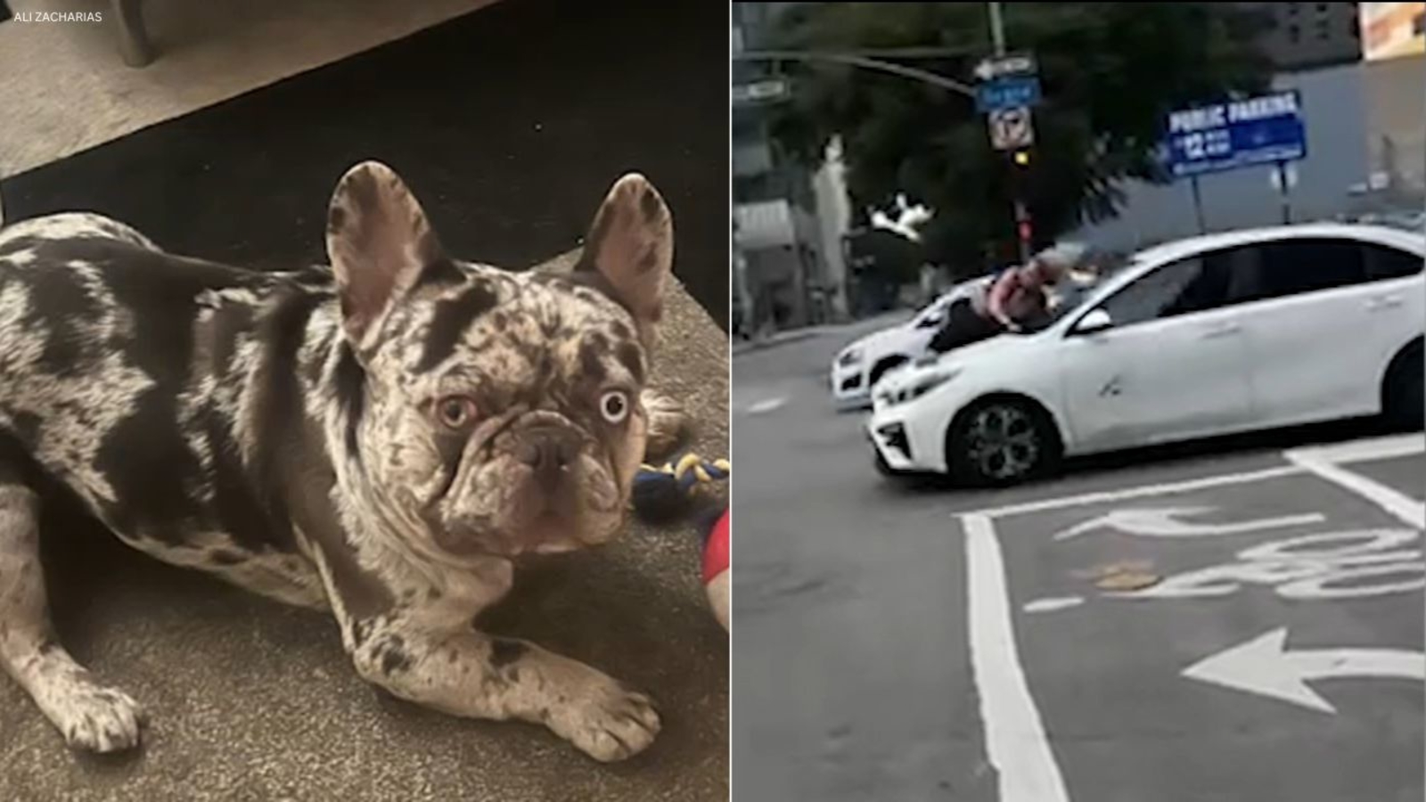Featured image for Woman Clings to Car in Downtown L.A. After French Bulldog Theft