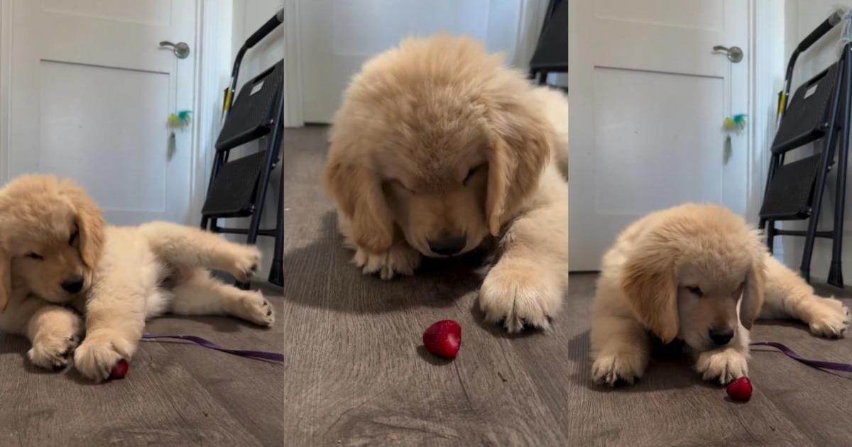 Featured image for Owner Shares Adorable Video of Puppy Trying Strawberry for the First Time