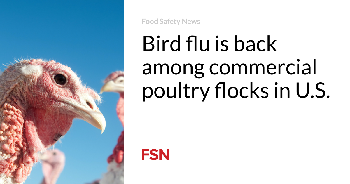 Featured image for Resurgence of Bird Flu Threatens U.S. Poultry Industry
