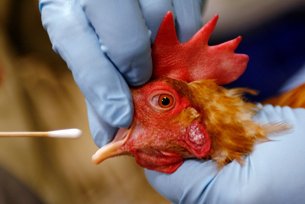 Featured image for "Avian Flu Crisis Escalates in Poultry Farms Amid Vaccination Debates"