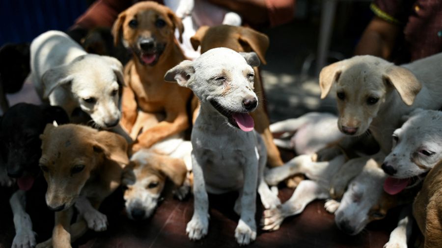 Featured image for "Outbreak of Puppy Disease Discovered in Renton Park"