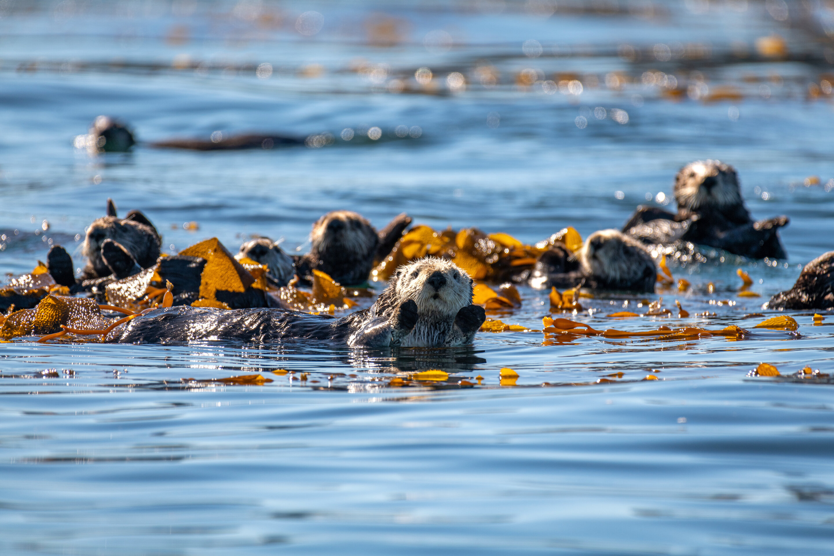 Featured image for "Sea Otters' Role in Preventing California Kelp Declines Revealed in New Study"