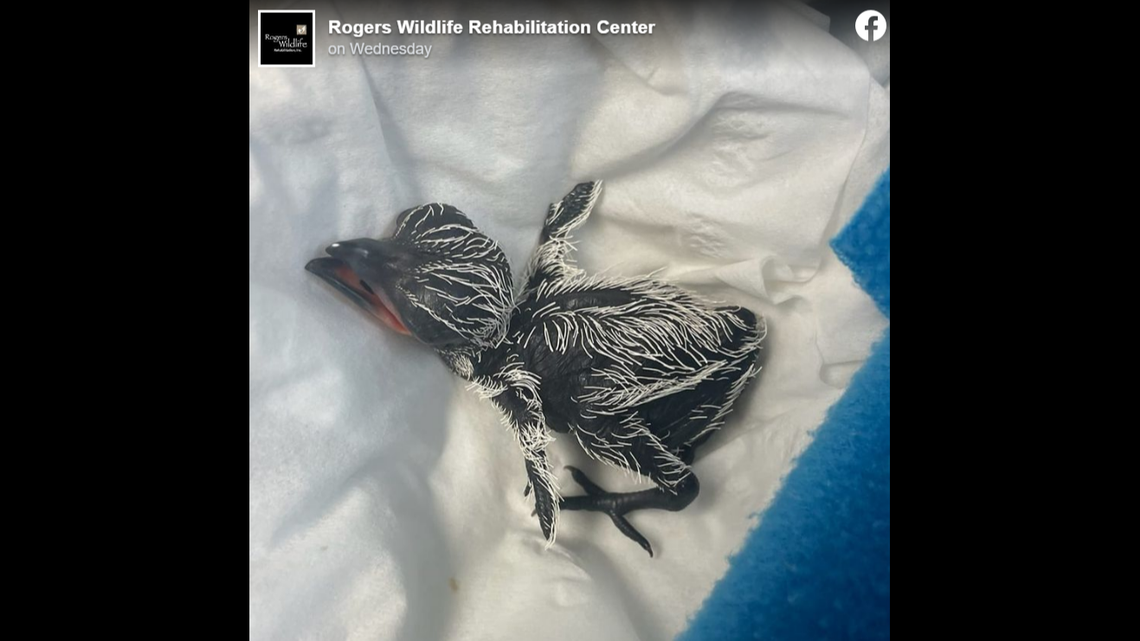 Driver Saves Last Egg After Accidentally Hitting Bird Nest.