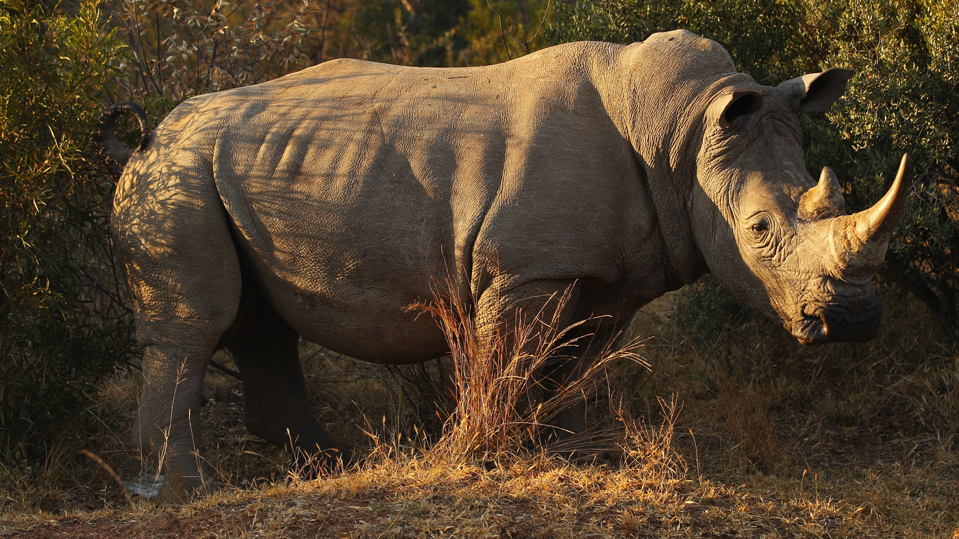 White Rhino Auction: 2000 Near Threatened Species for Sale