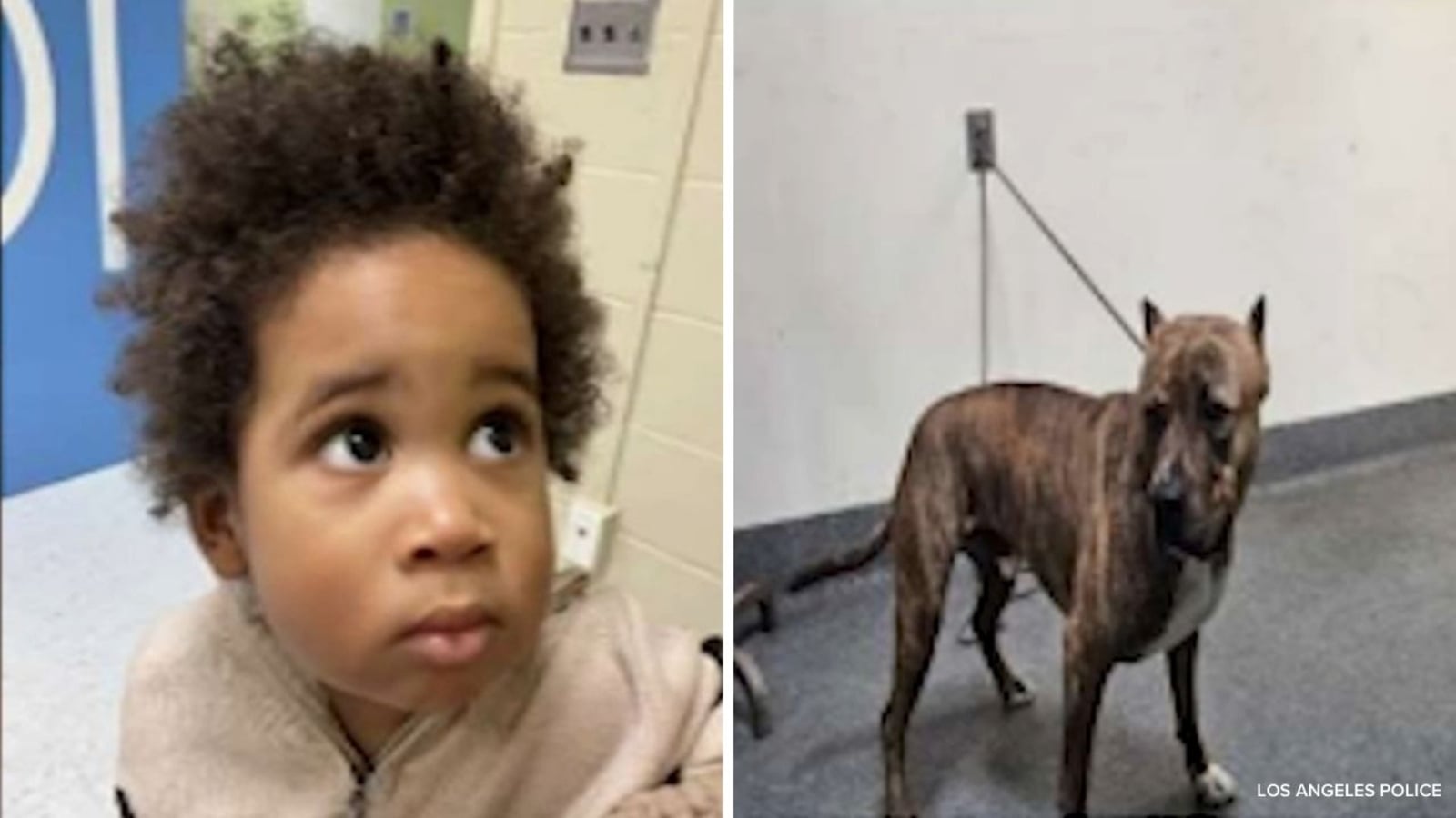 Featured image for LAPD Seeks Help Identifying Child and Dog Abandoned After Car Theft Attempt in Highland Park
