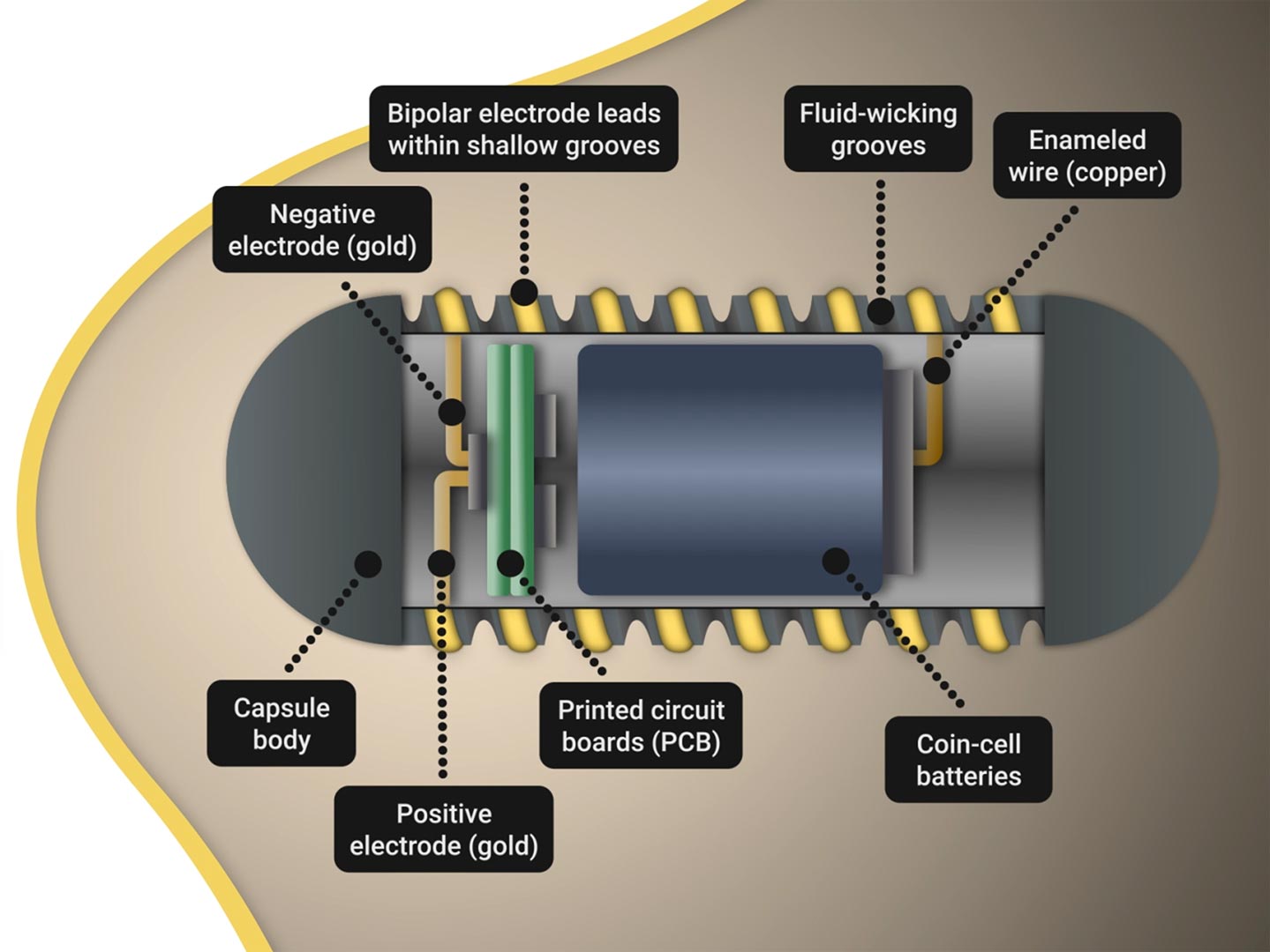 Featured image for "Electroceutical Capsule Modulates Hunger Hormones for Appetite Control"