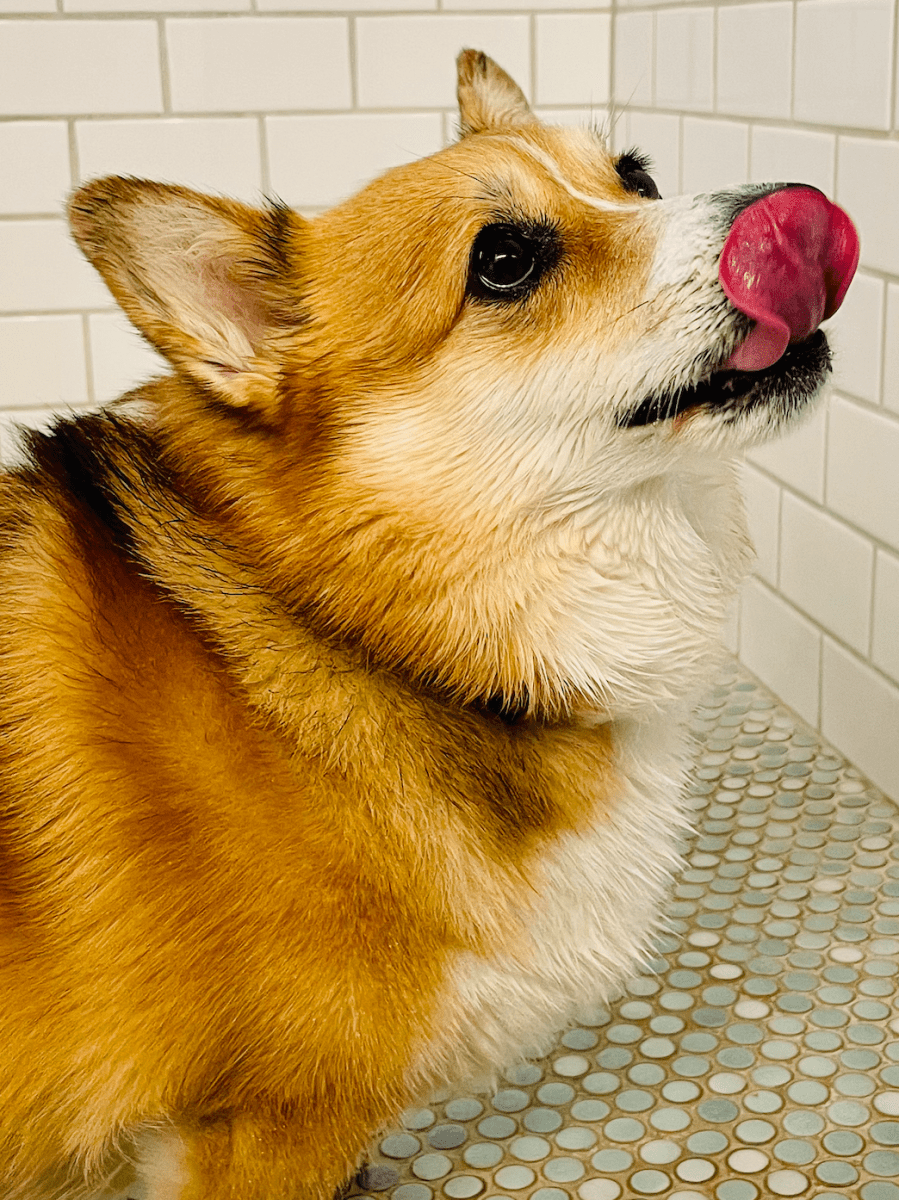 Featured image for "Corgi Butts: The Surprising Truth About Their Buoyancy"