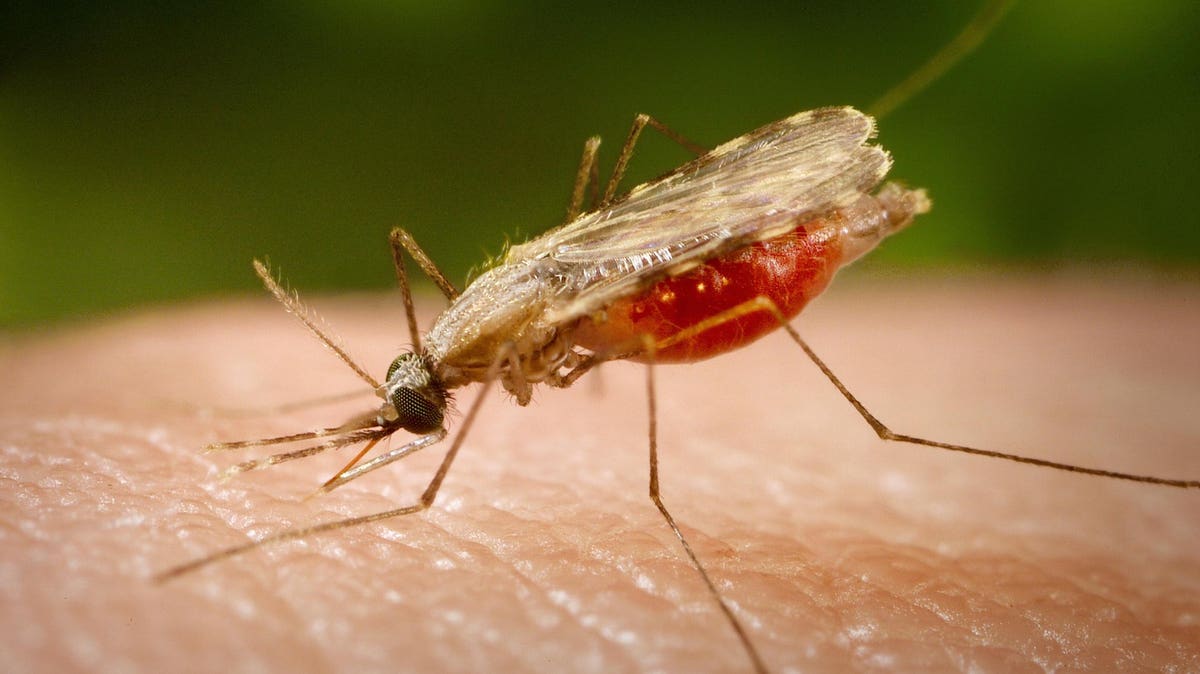 Featured image for "Breakthroughs in Malaria Vaccines: Progress and Future Prospects"