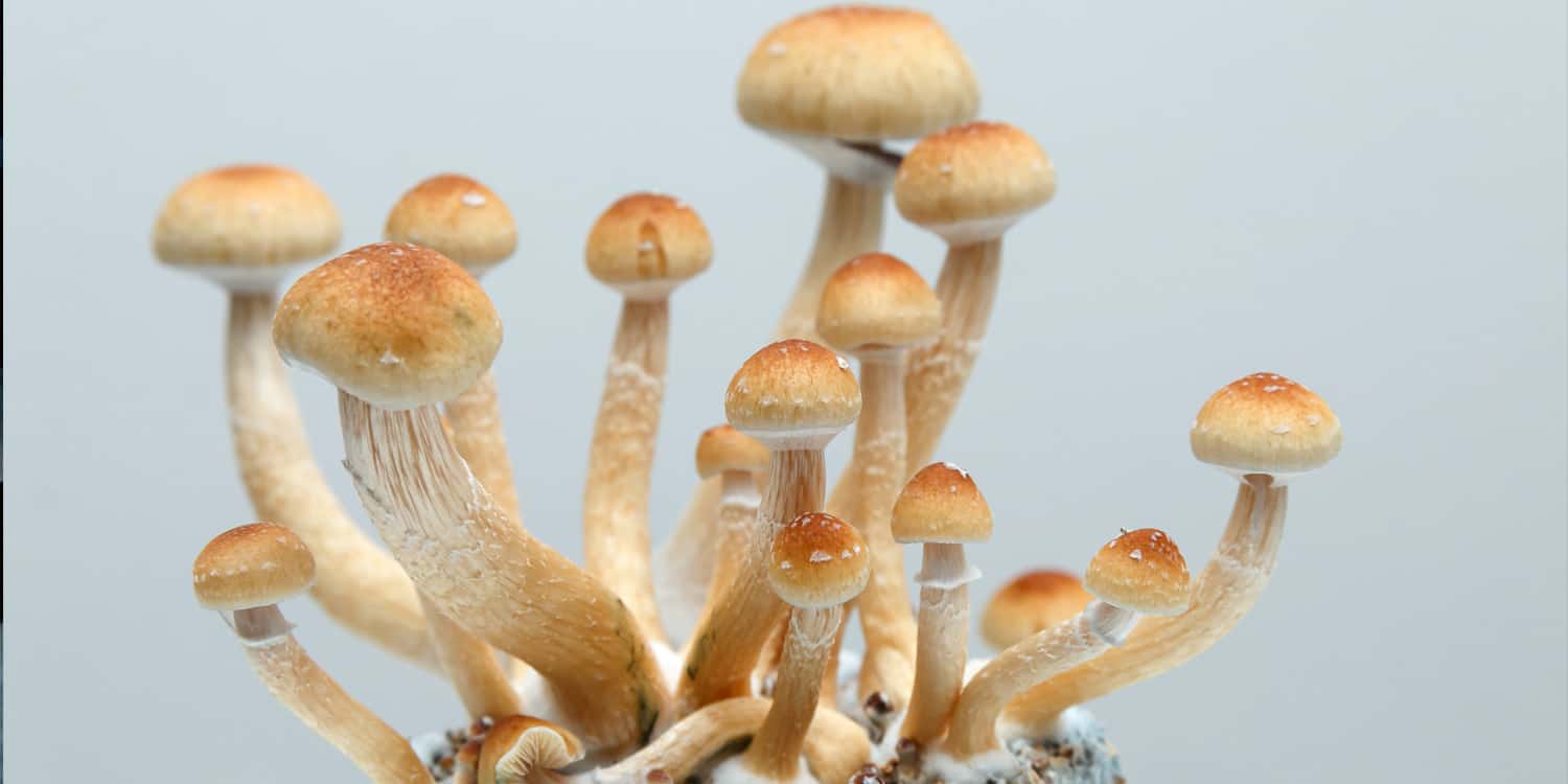 Featured image for Exploring the Therapeutic Potential of Psilocybin for Mental Health Conditions