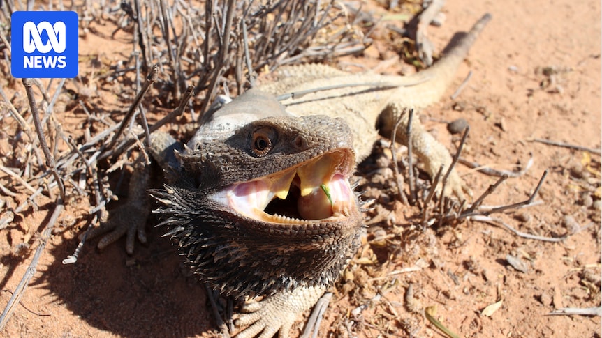 Featured image for Speed Risks for Bearded Dragons Revealed by Fitness Trackers