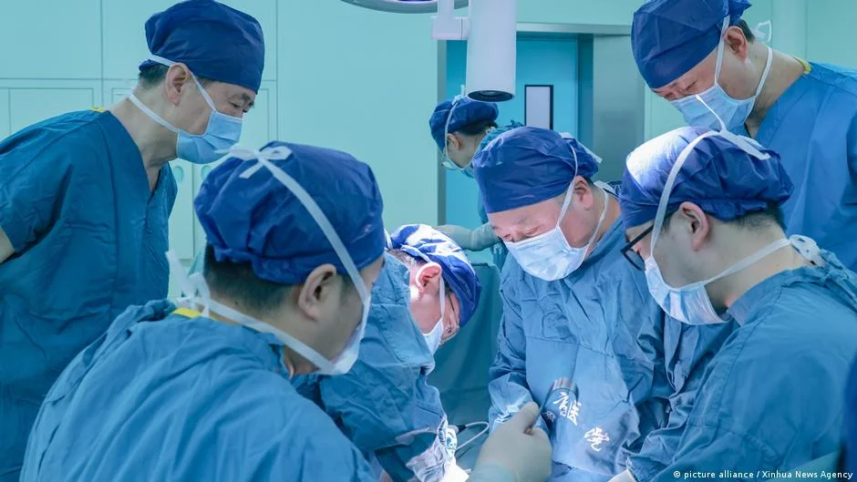 Featured image for Chinese Surgeons Perform First Genetically Modified Pig Lung Transplant into Brain-Dead Human