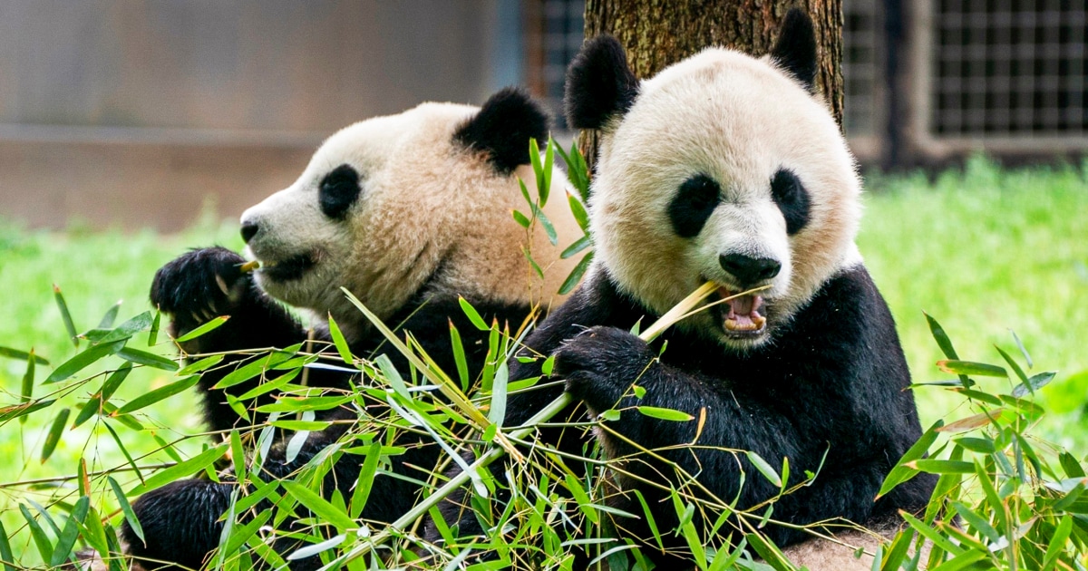 Featured image for Giant Pandas Bao Li and Qing Bao Return to D.C.'s National Zoo