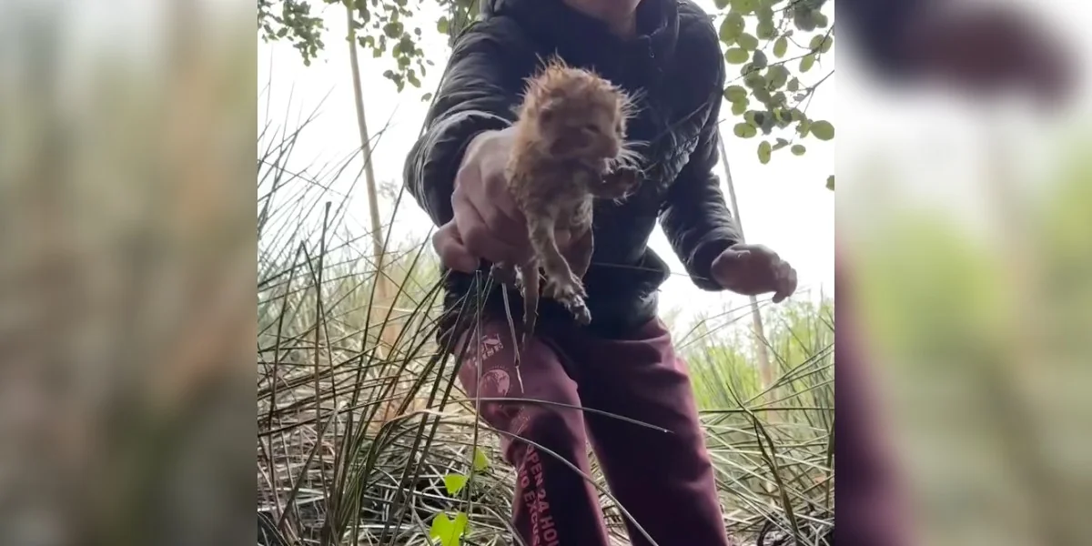Featured image for Man Rescues Family After Hearing Cries During Hailstorm