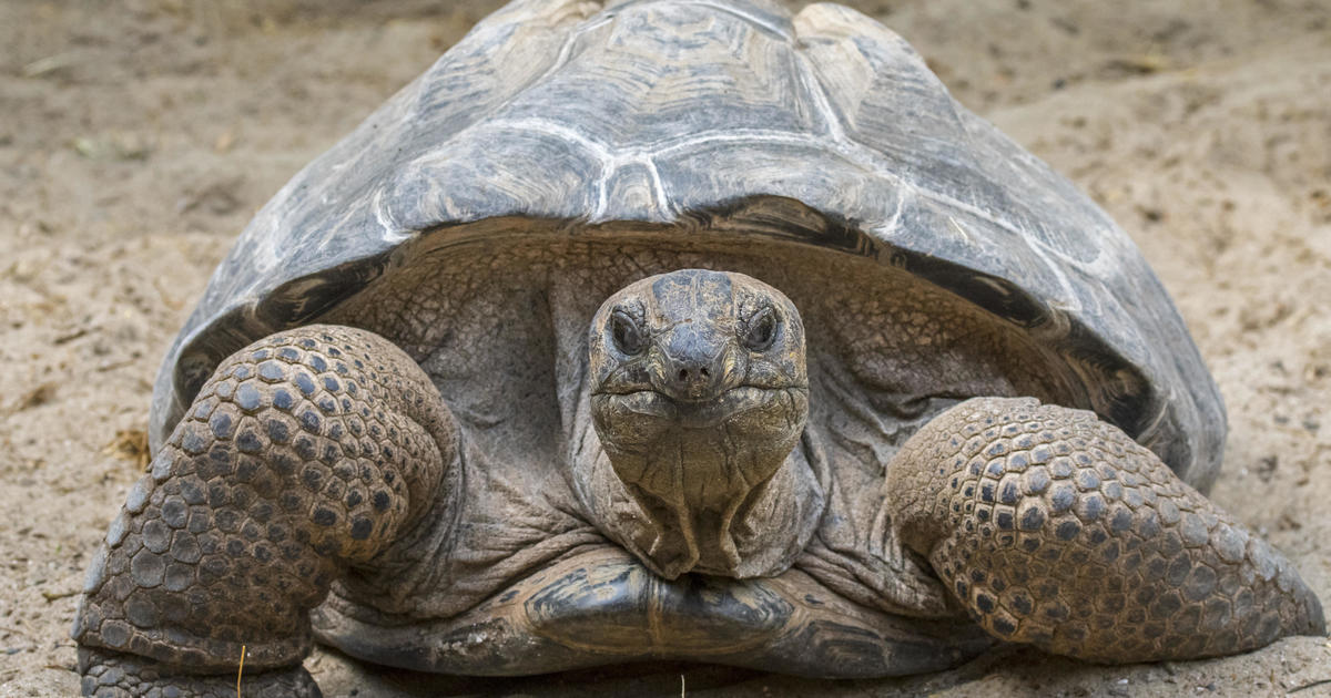 Featured image for "Police Appeal for Information After Seven Giant Tortoises Found Dead in U.K. Woodland"