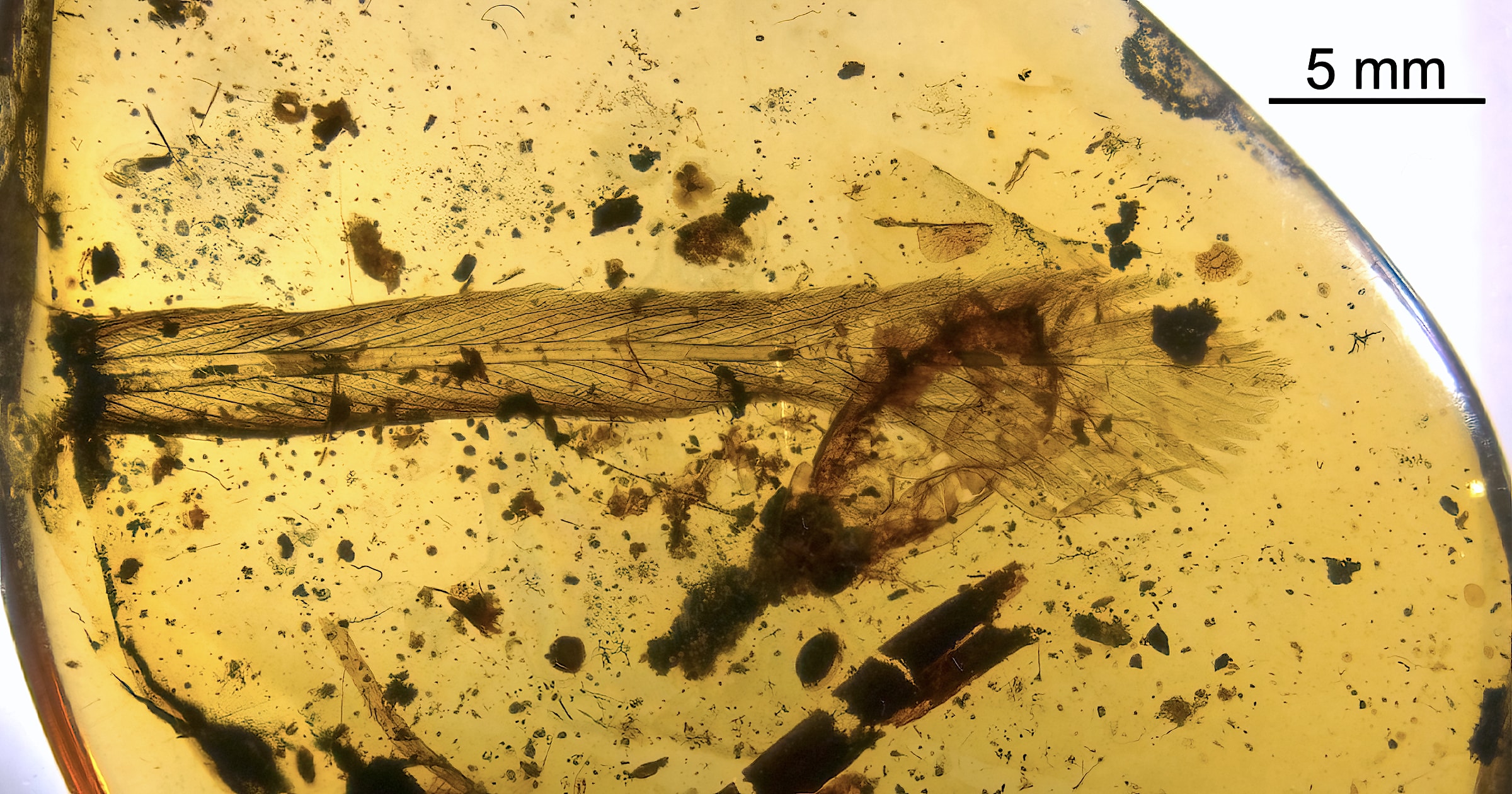 The Genetics of Feather Evolution: Insights from Chicken Feet.