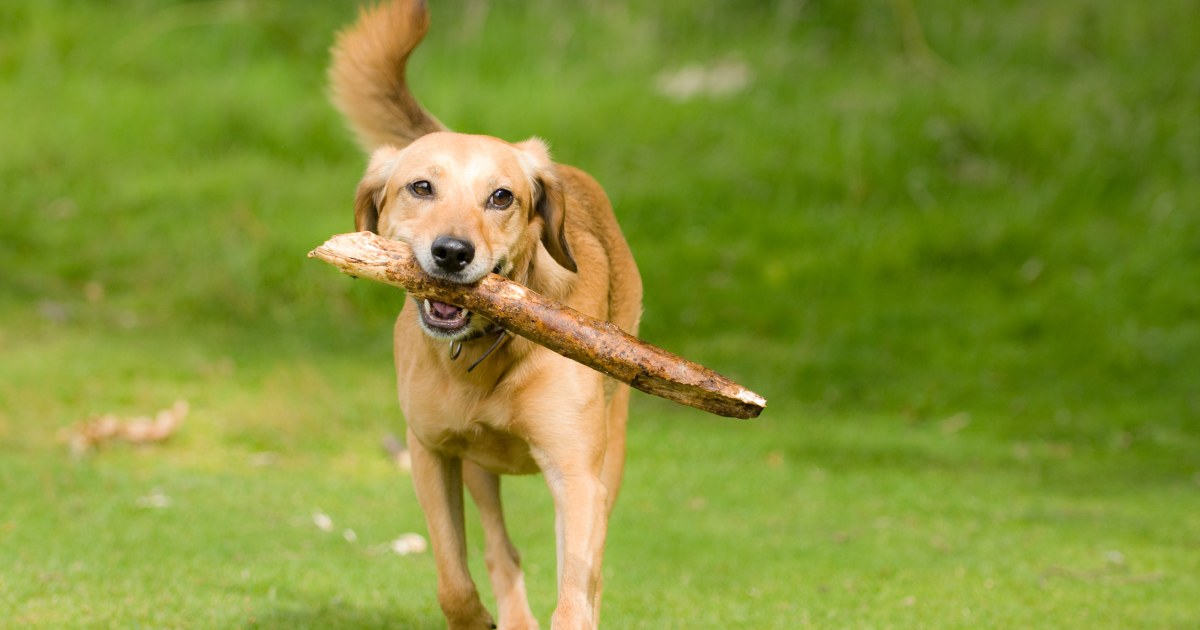 Featured image for French Bulldogs Take Over as Top US Dog Breed, Dethroning Labrador Retrievers.