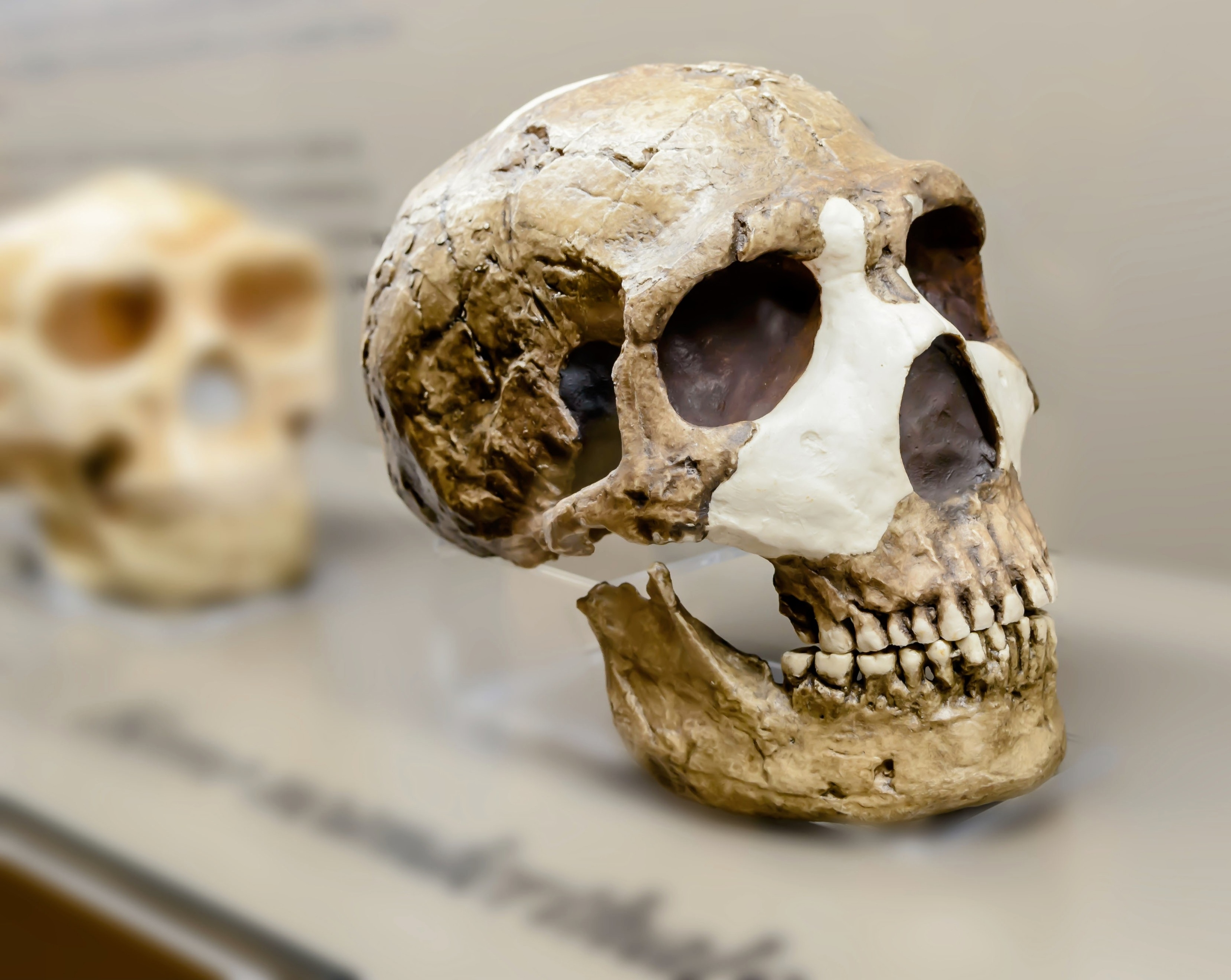 Featured image for Neanderthal Skull Traits Linked to Modern Brain Issues