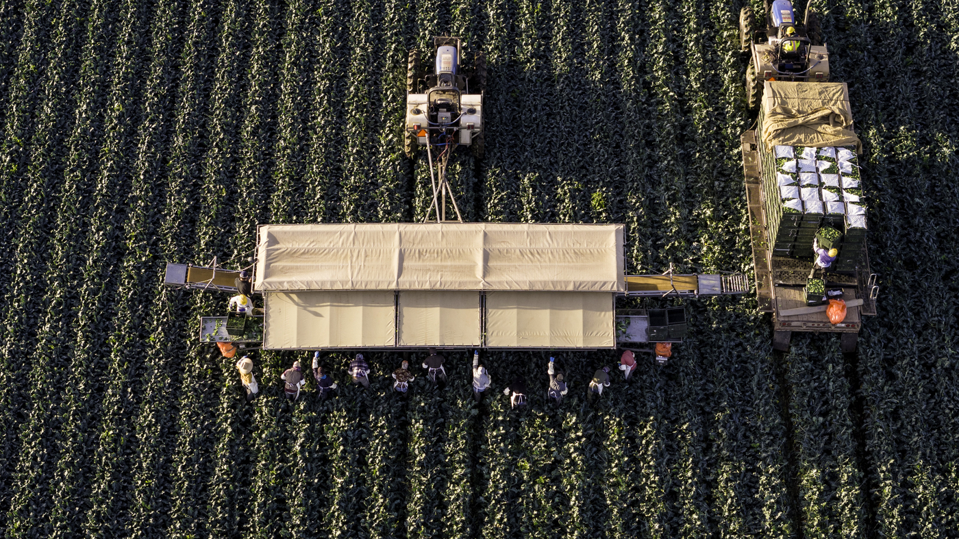 Featured image for "Expert Insights: The Most Pesticide-Contaminated Fruits and Vegetables in 2024"