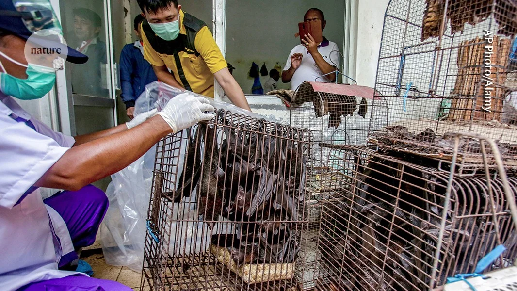 Animal origin most likely for COVID-19, new review finds