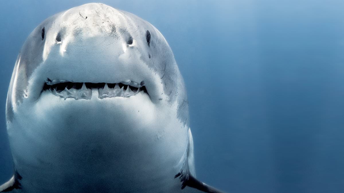 Featured image for "Survivor's Guide: How to Outsmart Sharks and Stay Safe in the Water"