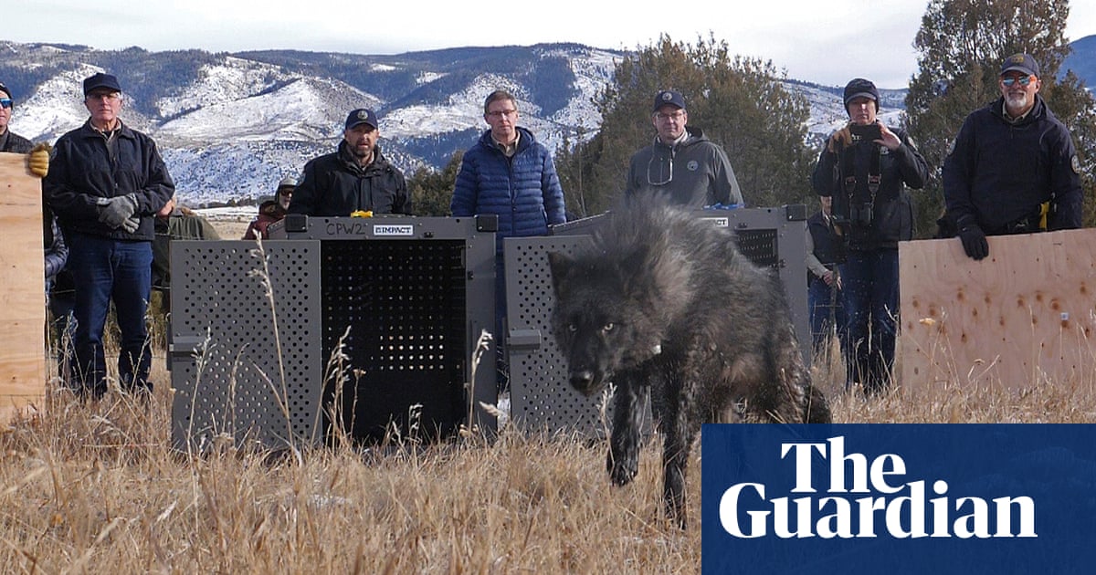 Featured image for "Colorado's Gray Wolf Reintroduction Sparks Controversy and Conservation Efforts"