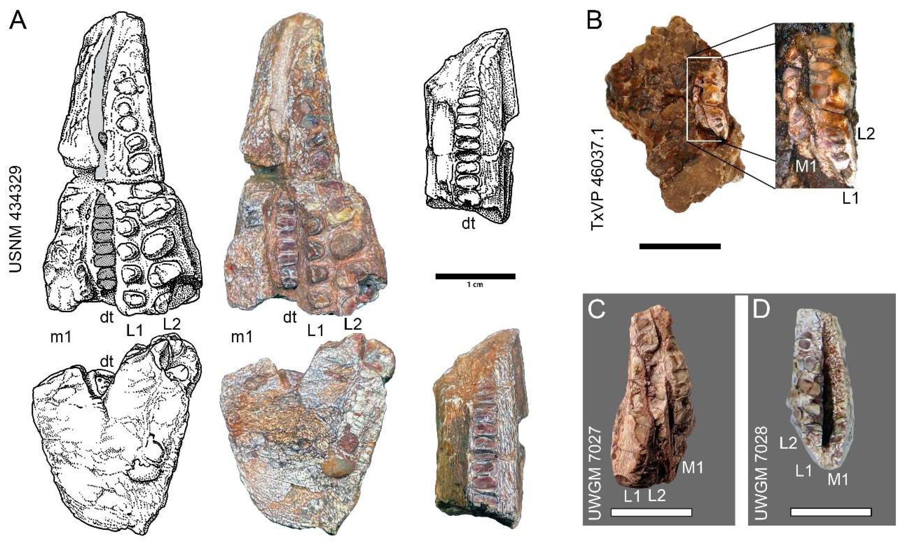 Wyoming yields new rhynchosaur species, Beessiiwo cooowuse.