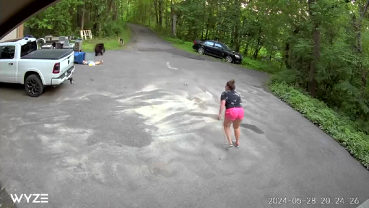 Featured image for "Bear Chases Dog and Woman in Harrowing Maple Grove Encounter"