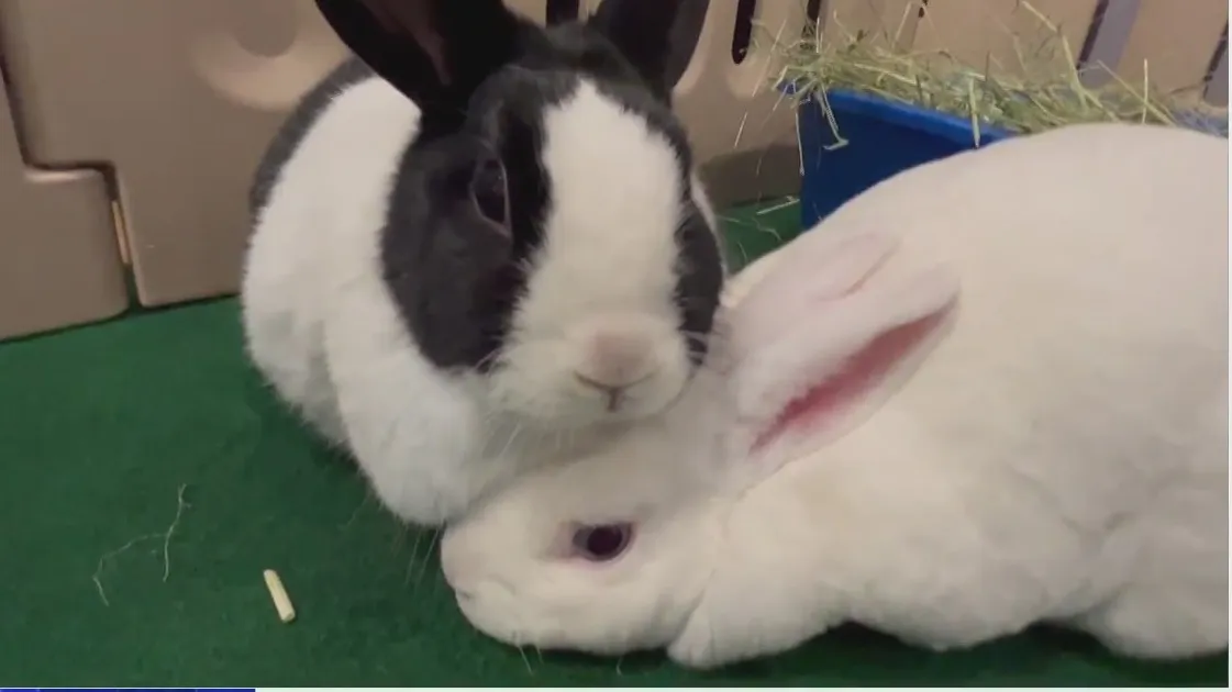 "Outbreak Alert: Deadly Rabbit Disease Detected in Illinois - Stay Informed!"
