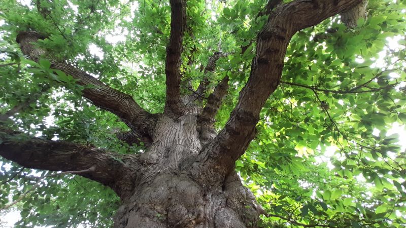 "Battle of the Trees: Ancient, Urban, and Scottish contenders compete for 'Tree of the Year' title"