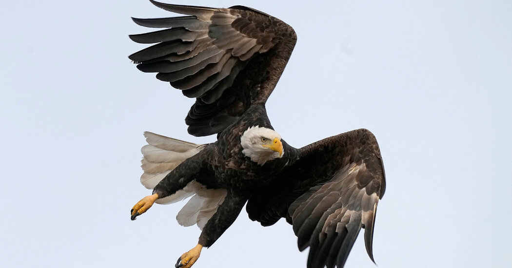 Featured image for "Guilty Plea: US Man's Eagle Killing Spree for Black Market Sales"