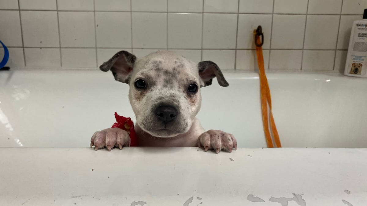 Featured image for "Groundbreaking Parvo Treatment Set to Transform Puppy Care"