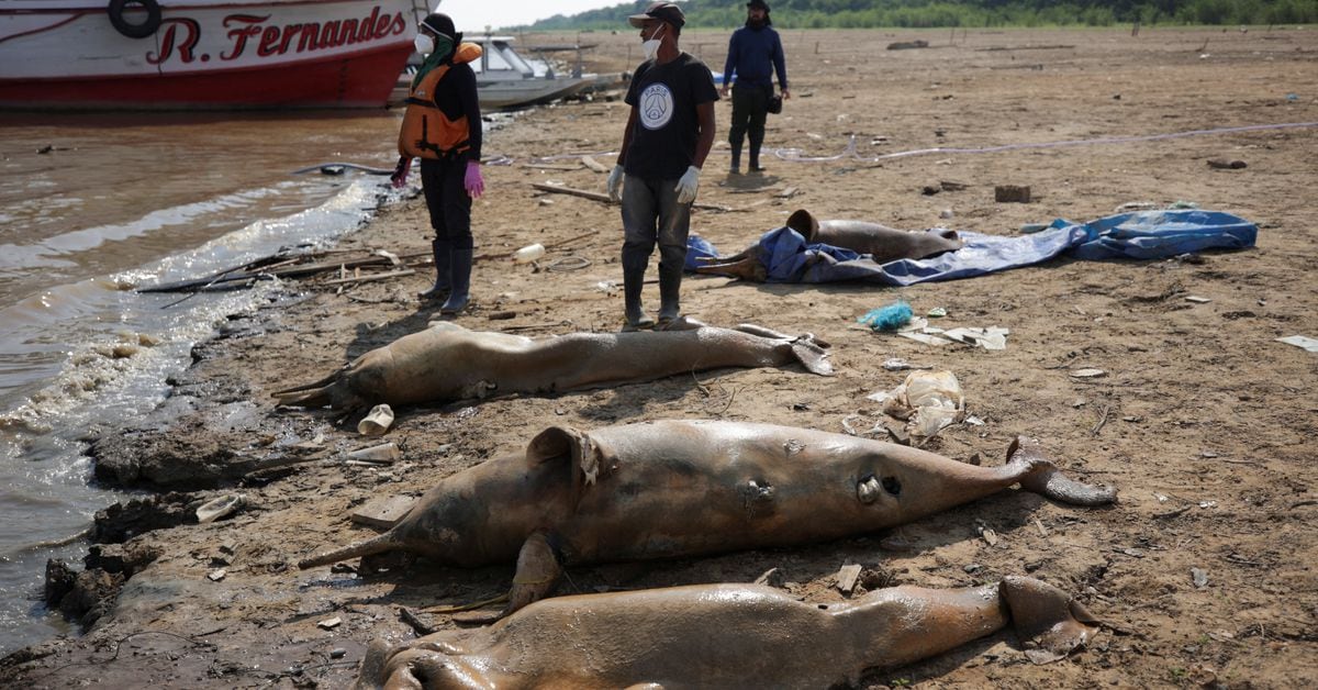 Featured image for "Drought and Heatwave Trigger Mass Dolphin Deaths in the Amazon"