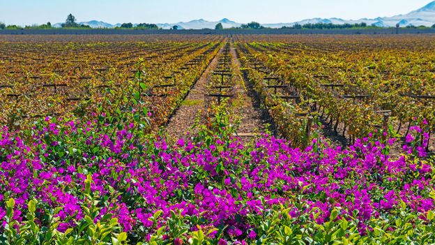 Featured image for Escape Winter Blues with Restorative Retreats