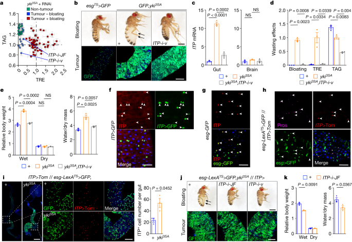 Featured image for Unveiling the Role of a Novel Hormone in Tumour-Induced Kidney Dysfunction