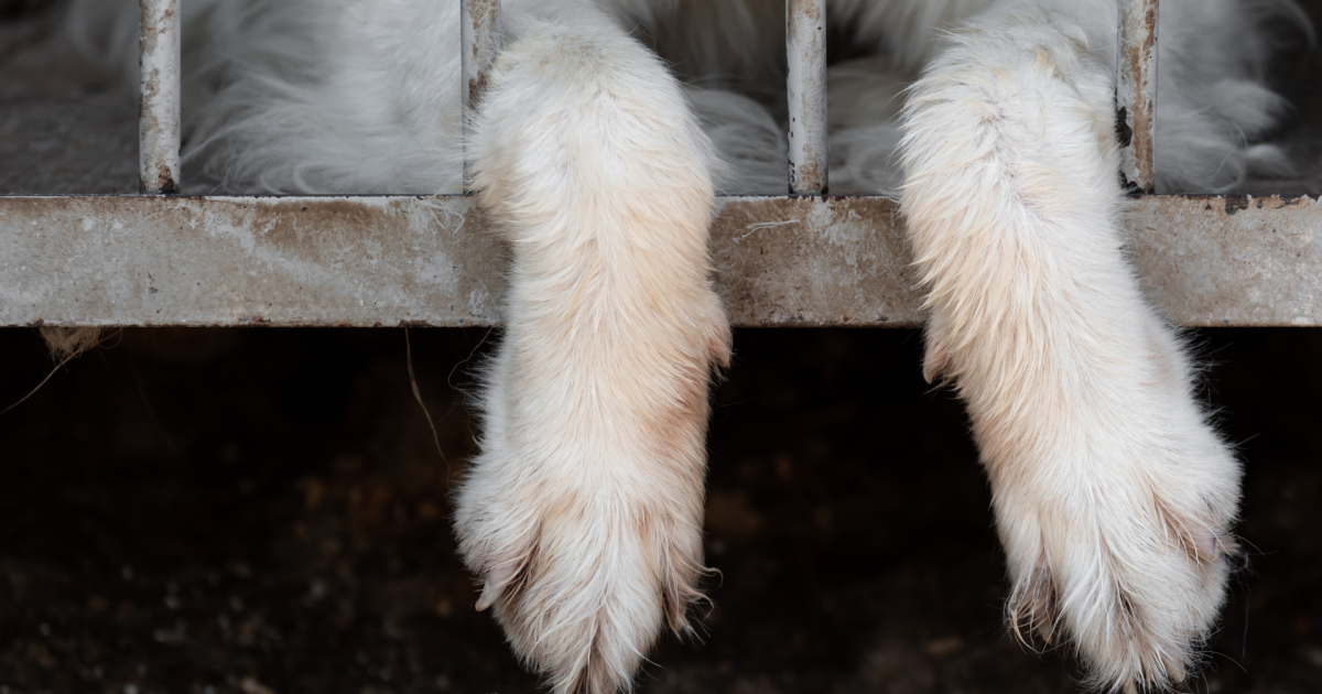 Featured image for Resilient Street Dog Survives on Rocks and Dirt, Touching Hearts