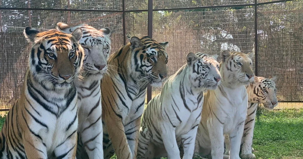 Featured image for Animal Handler Fatally Mauled by Tiger During Performance in Oklahoma