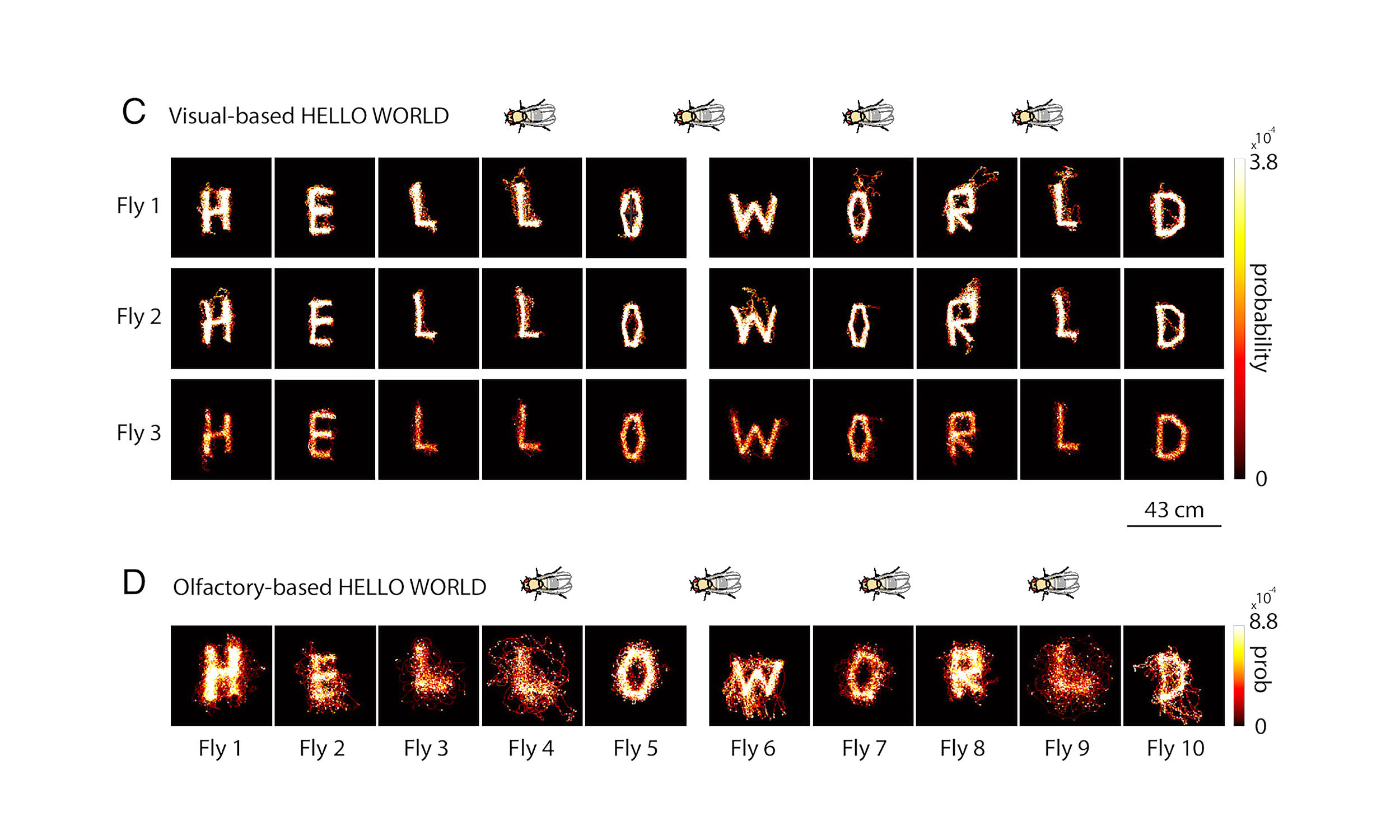 Featured image for Scientists turn flies into microrobots to spell 'HELLO WORLD'