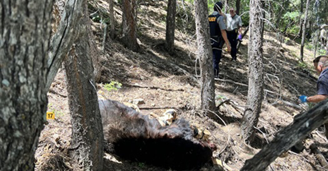 Fatal Bear Attack in Arizona Shocks Authorities