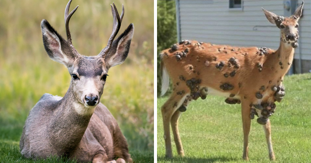 Featured image for Multiple States Detect 'Zombie Deer Disease' in Wildlife