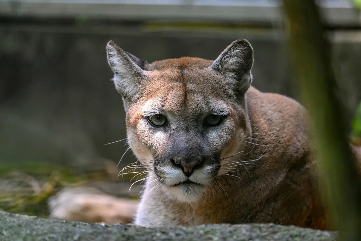 Fatal Mountain Lion Attack Claims One Life and Injures Another in Northern California