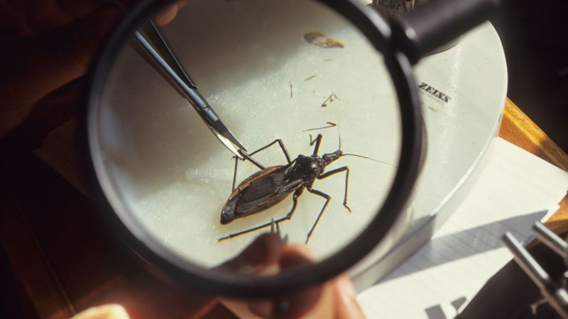 Featured image for Kissing Bug Disease Now Endemic in the U.S., Experts Warn