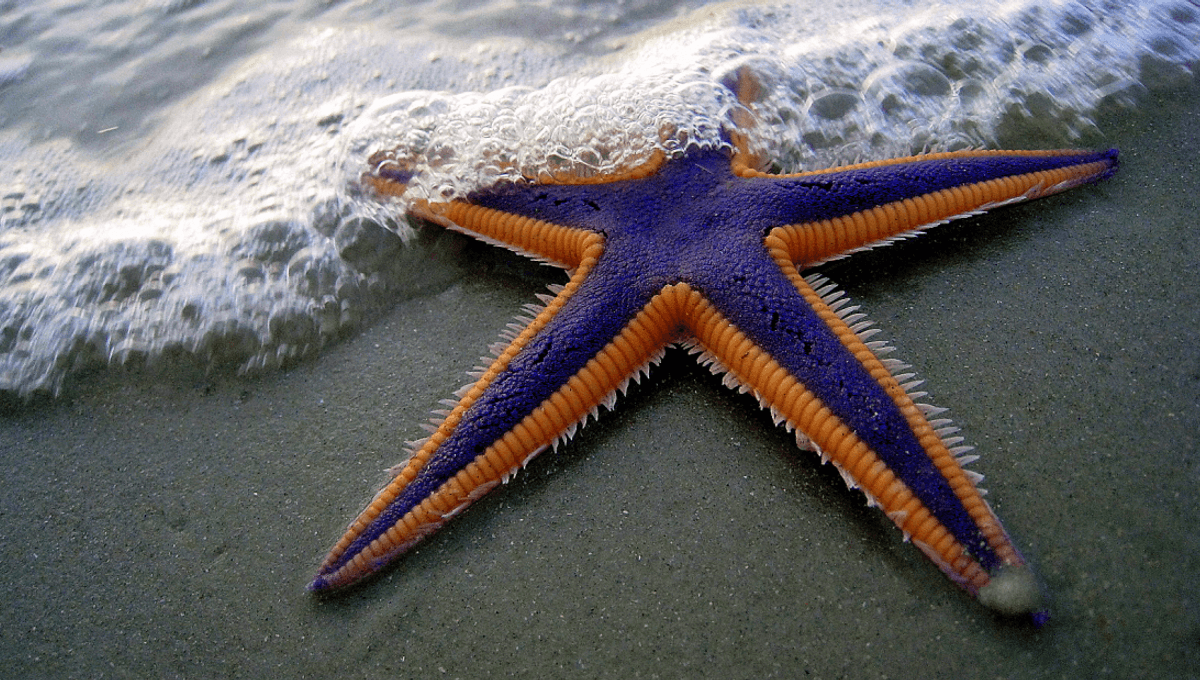 Featured image for Ancient Fossil Unravels Starfish Evolution Mystery