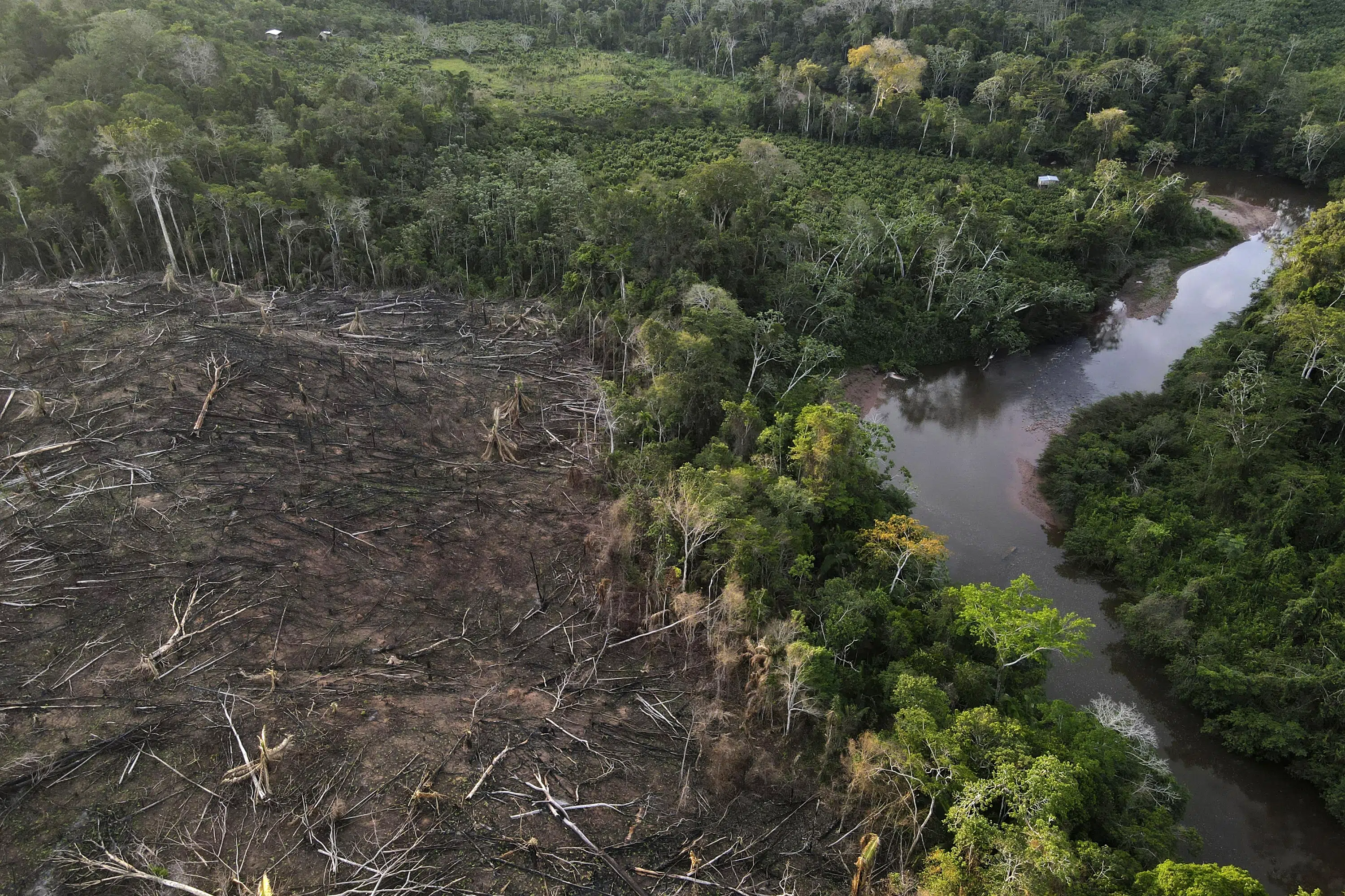 EU Implements Ban on Deforestation-Linked Products