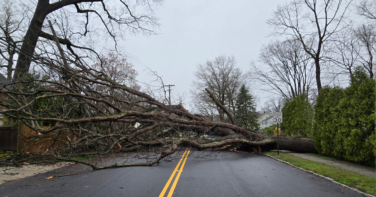 Featured image for Fatal Storm: Trees Claim Lives in New York