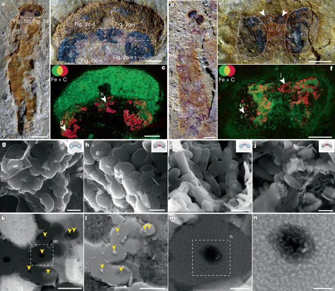 Cambrian fossils unveil four camera-type eyes in early vertebrates