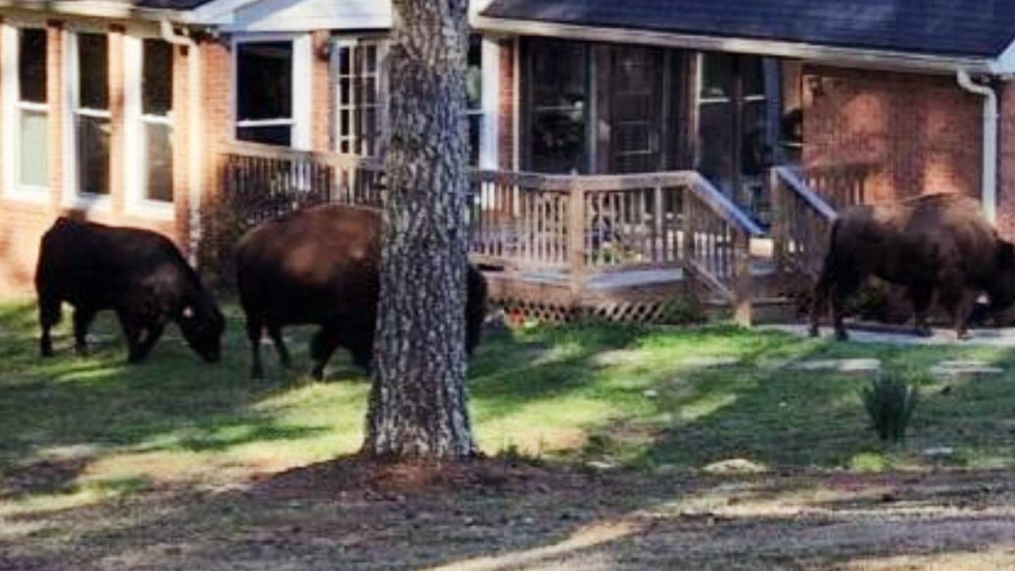 Rick Ross' Buffaloes Cause Chaos in Georgia Neighborhood