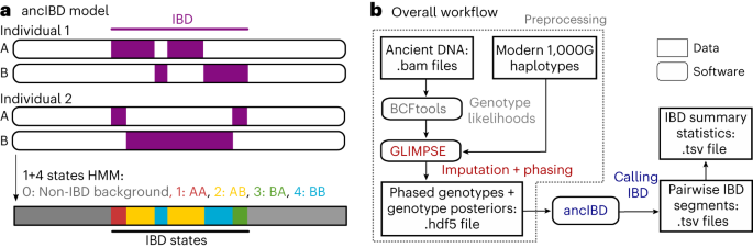 Featured image for Uncovering Ancient Genetic Connections with Unprecedented Accuracy