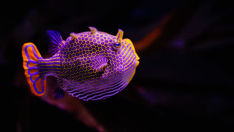 Featured image for Decoding Animal Patterns: From Turing's Theory to Laundry Cleaning