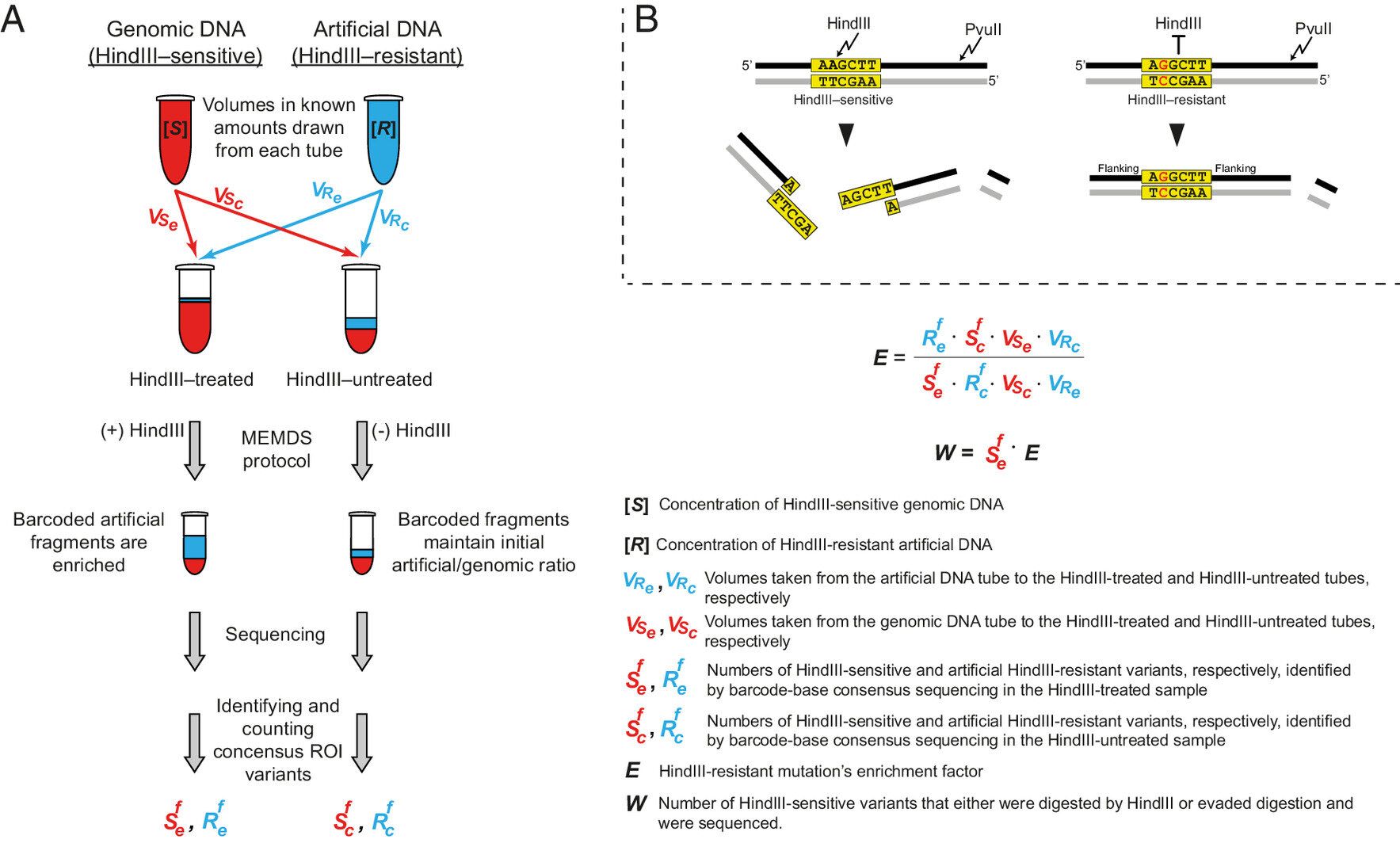 Featured image for Genome-Informed Mutations Shape Evolution, Study Finds