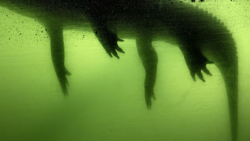 Featured image for Capturing Florida's Climate Anxiety Through Anastasia Samoylova's Lens